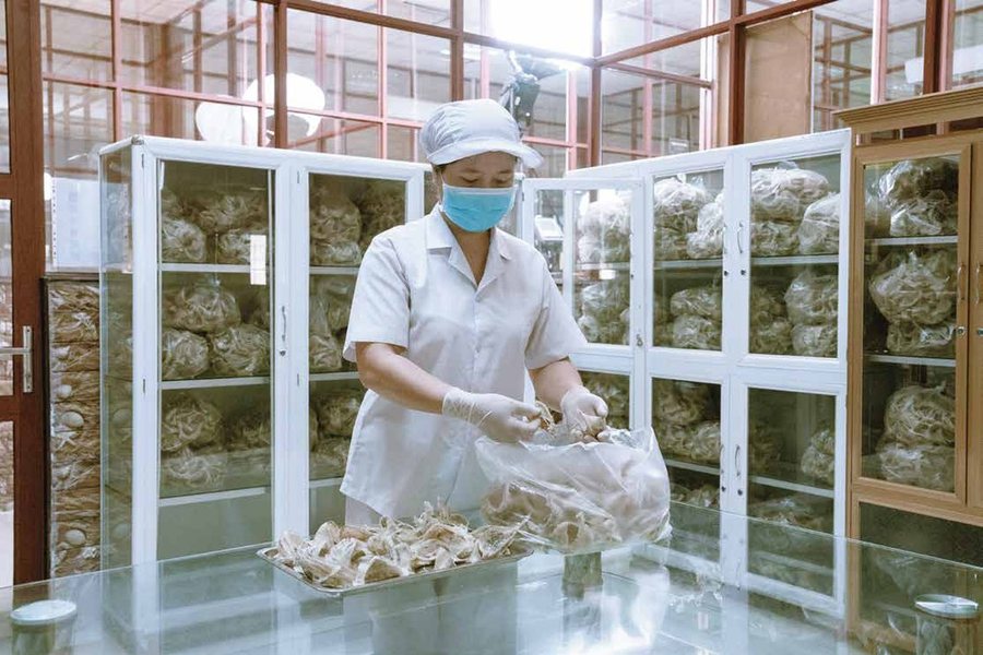 Chọn lọc nguyên liệu tai yến đầu vào