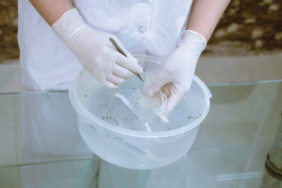 Sơ chế làm sạch yến bằng nước RO tinh khiết
