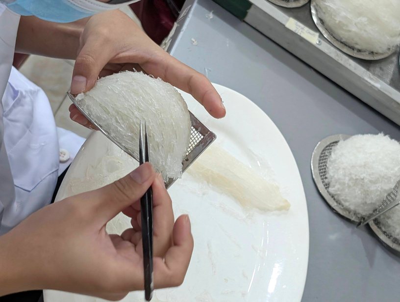 Nhặt lông yến thủ công dưới kính hiển vi