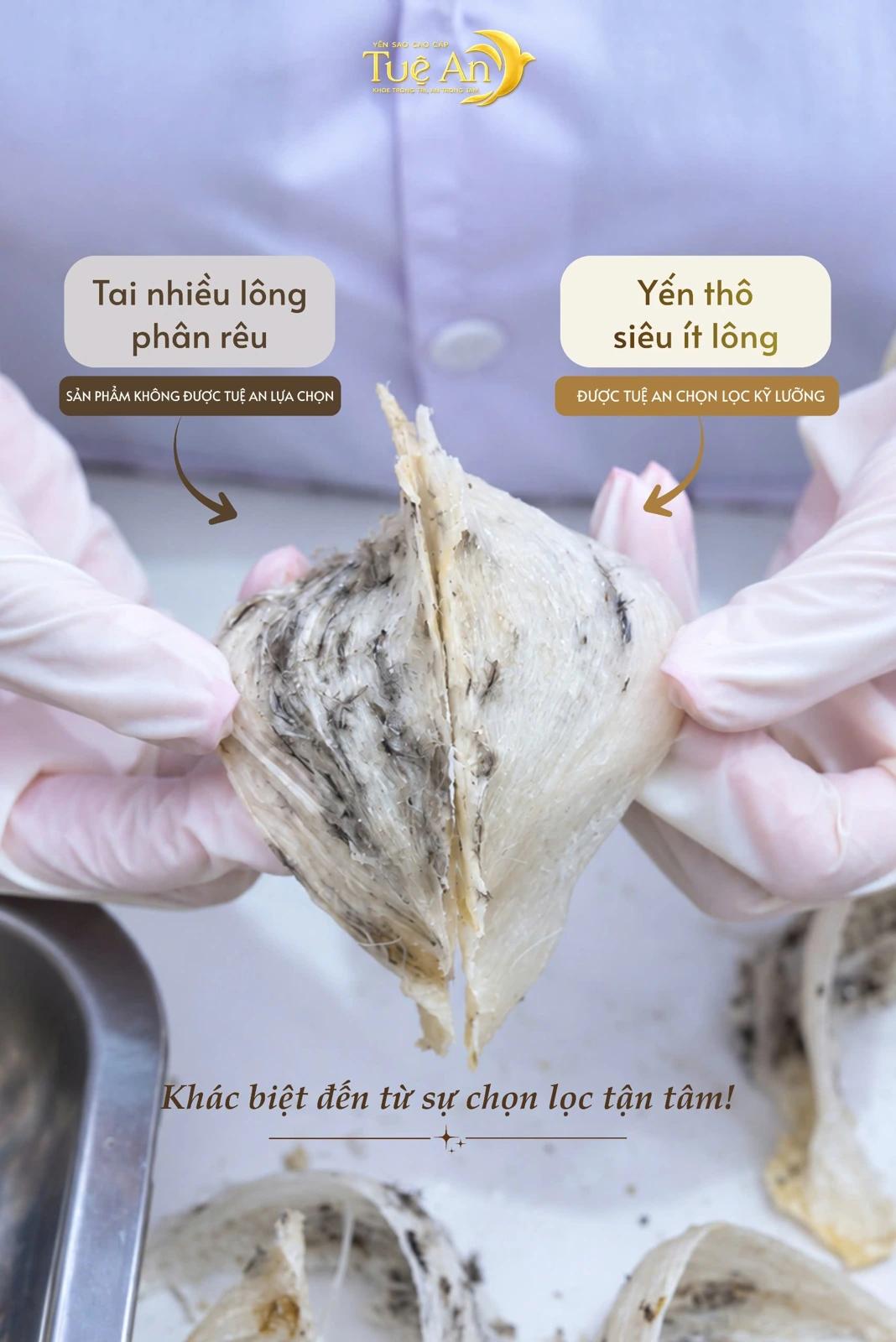 So sánh: bên trái là tai yến nhiều lông, phân rêu không được Tuệ An lựa chọn; bên phải là yến thô siêu ít lông được Tuệ An chọn lọc kỹ lưỡng